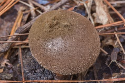 canada mushroom spores